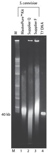 说明: http://www.epibio.com/images/default-source/product-page-images/g_masterpureyeast_sizedistdna.jpg?sfvrsn=0.7064864473516097