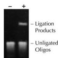 Ampligase® DNA Ligase W/O Buffer