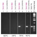 HK™-UNG Thermolabile Uracil N-Glycosylase