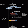 ScriptSeq™ Complete Gold Kit (Yeast) 24 Rxns