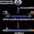 Nextera™ DNA Sample Prep Kit (Roche Titanium-compatible)