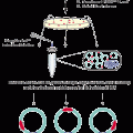 EZ-Tn5™ <oriV /KAN-2> Insertion Kit