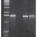 DuraScribe® SP6 Transcription Kit