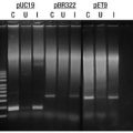 CopyCutter™ EPI400™ Chemically Competent E.coli