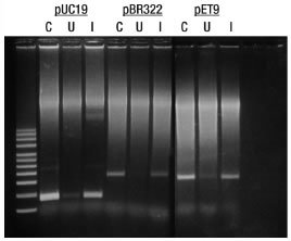 http://www.epibio.com/images/default-source/product-page-images/g_copycutter_fig1.jpg?sfvrsn=0.1852300850148404
