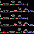 EZ-Tn5™ pMOD?-4 <MCS> Transposon Construction Vector