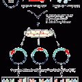 HyperMu™ <KAN-1> Insertion Kit