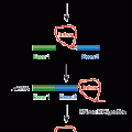 Ribonuclease R (RNase R)