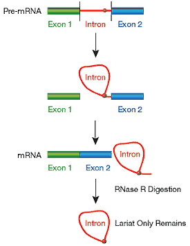 http://www.epibio.com/images/default-source/product-page-images/i_rnase_intronlariats.gif?sfvrsn=0.42854755297897684