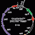 pCC2 Forward Sequencing Primer