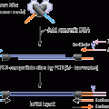 Nextera™ DNA Sample Prep Kit (Illumina-compatible)