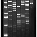 FosmidMAX™ DNA Purification Kit