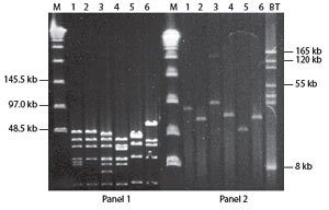 http://www.epibio.com/images/default-source/product-page-images/g_lambda_bacclonedigestion.jpg?sfvrsn=0.9950022749080486