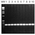 MasterAmp™ PCR Optimization Kit