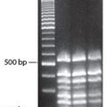 MasterPure™ DNA Purification Kit for Blood, Version II