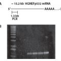MonsterScript™ 1st-Strand cDNA Synthesis Kit