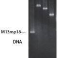 Single-Strand DNA Binding Protein