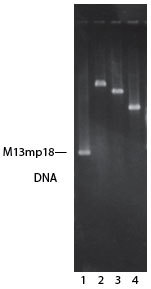 http://www.epibio.com/images/default-source/product-page-images/g_sstranddna_ssbefficiency.jpg?sfvrsn=0.8371242282131444
