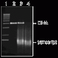 RNase-Free DNase I