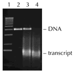 RNase-Free DNase I