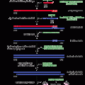 ExactSTART™ Full-Length cDNA Library Cloning Kit
