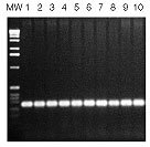 http://www.epibio.com/images/default-source/product-page-images/pcr_opt_2.jpg?sfvrsn=0.12620850609129852