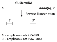 http://www.epibio.com/images/default-source/product-page-images/mmlv_i2140703.gif?sfvrsn=0.9753774477053038