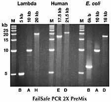 http://www.epibio.com/images/default-source/product-page-images/g_failsafepcr_fig5.jpg?sfvrsn=0.014498049188402806