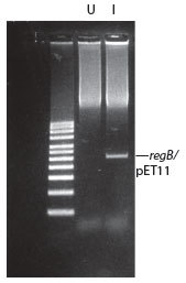 http://www.epibio.com/images/default-source/product-page-images/g_copycutter_uninduced.jpg?sfvrsn=0.435955505080011