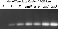 http://www.epibio.com/images/default-source/product-page-images/gel-sensitivity-cropped.jpg?sfvrsn=0.03133434004770985